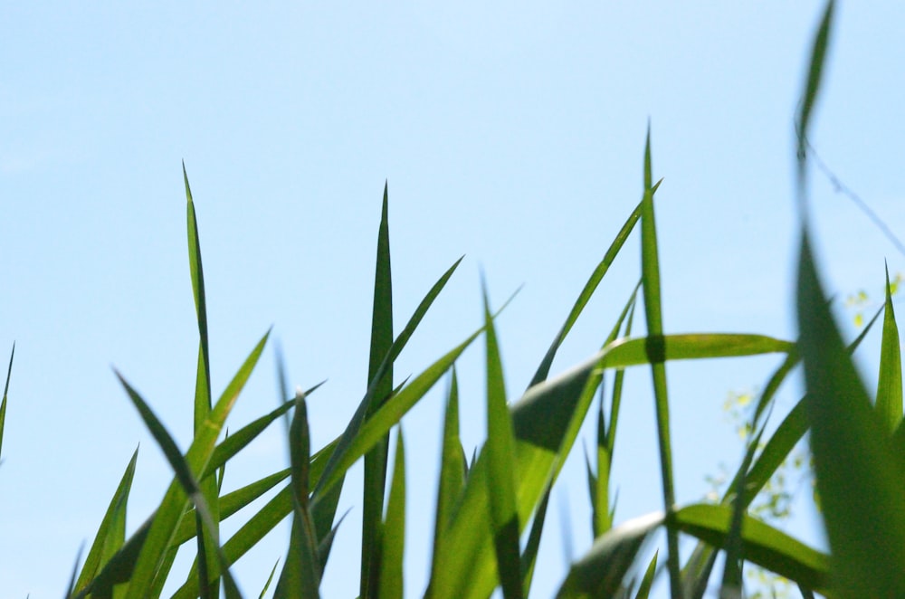 green leaves