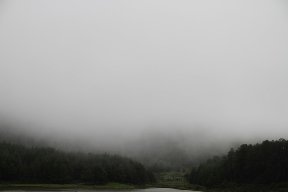 Bosque en cielo nublado durante el día