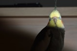 A sleek cockatiel looking curiously at the camera.