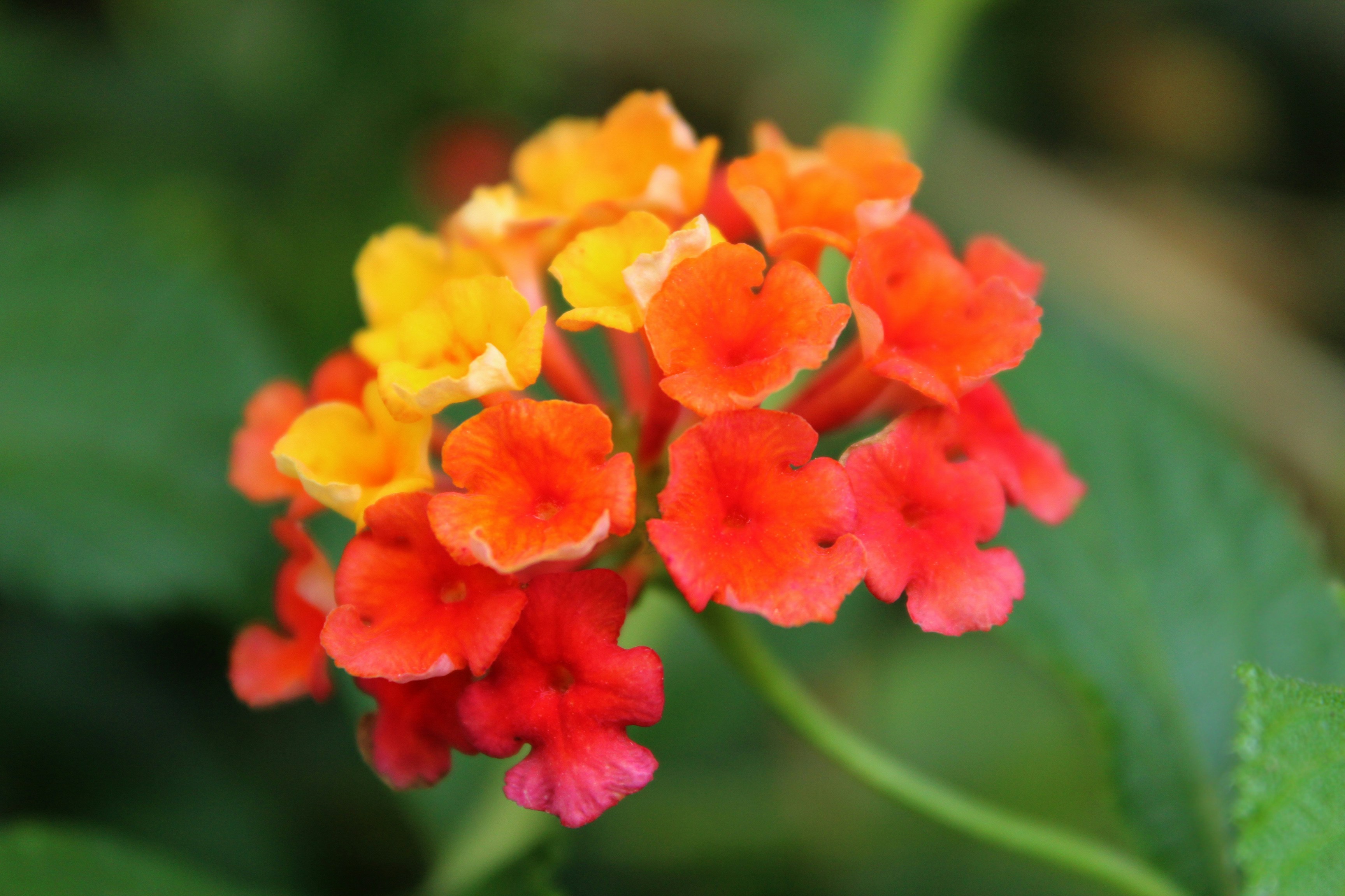 Free Unsplash photo from Saskia Schneider