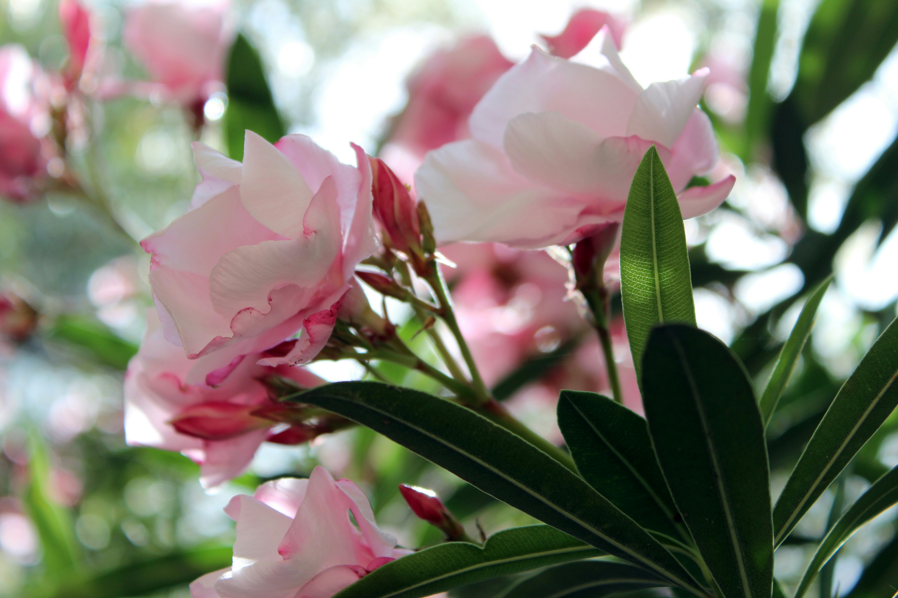 Free Unsplash photo from Saskia Schneider