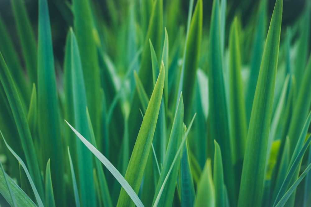 closeup photo of sword-shaped green leafed plant