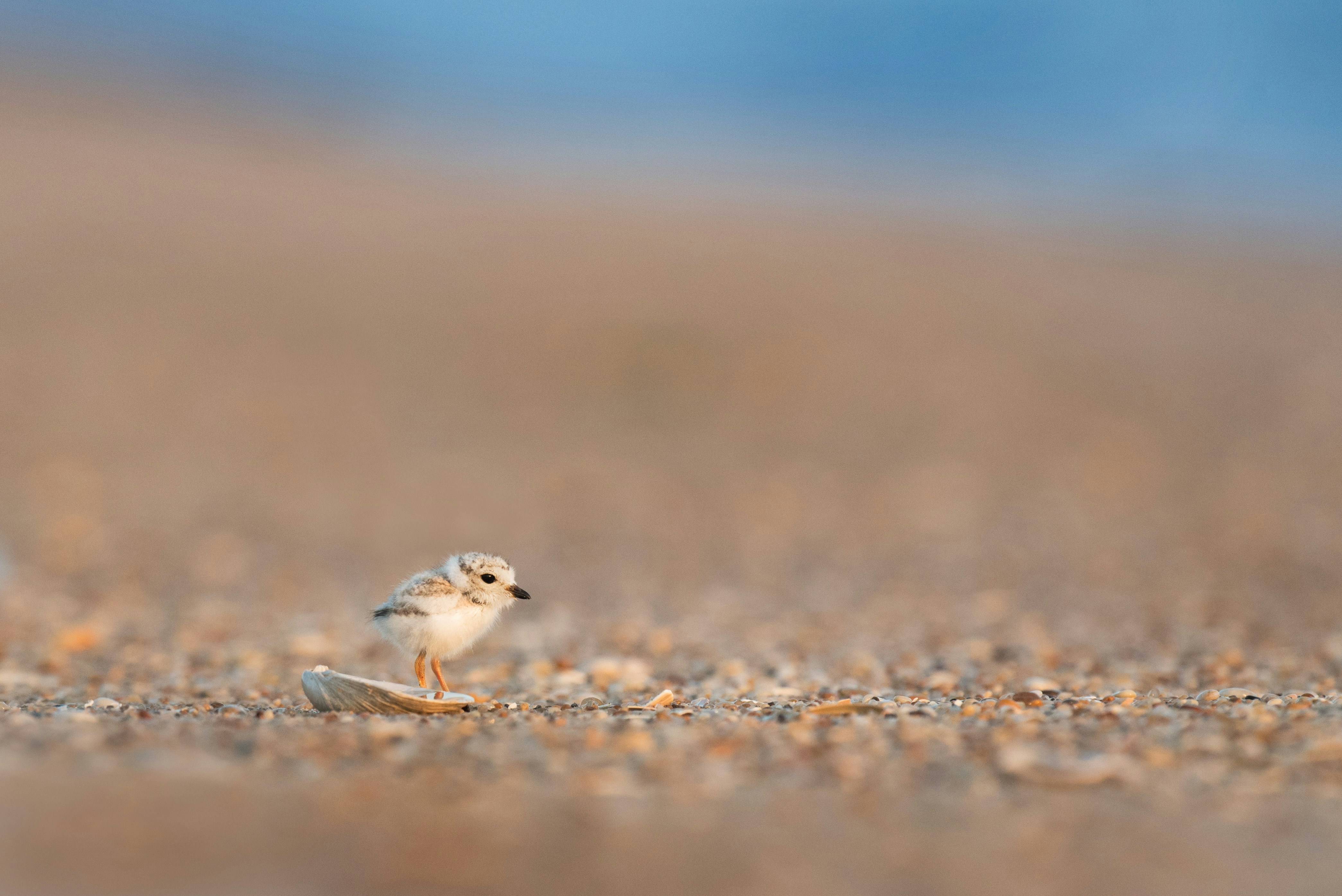 A very tiny and incredibly adorable Piping Plover chick stands right behind a small shell on the beach as if it is somehow hidden behind it. I like that the shell has a tiny bit of water in it that reflects the chick’s orange legs. The soft sun had just started to break through a cloud bank that hung at the horizon so the morning light is just right. Taken along the northern New Jersey coast in early June.