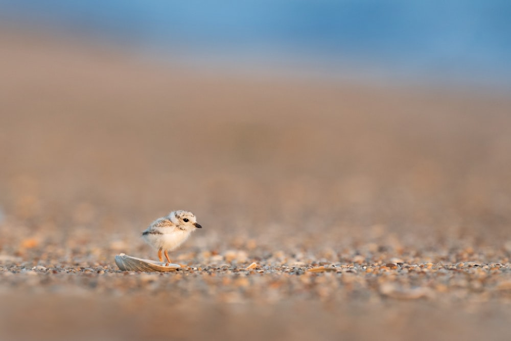 selective focus photography of brown bird