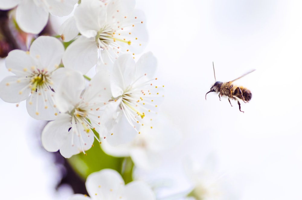 白い花びらの花の近くの蜂
