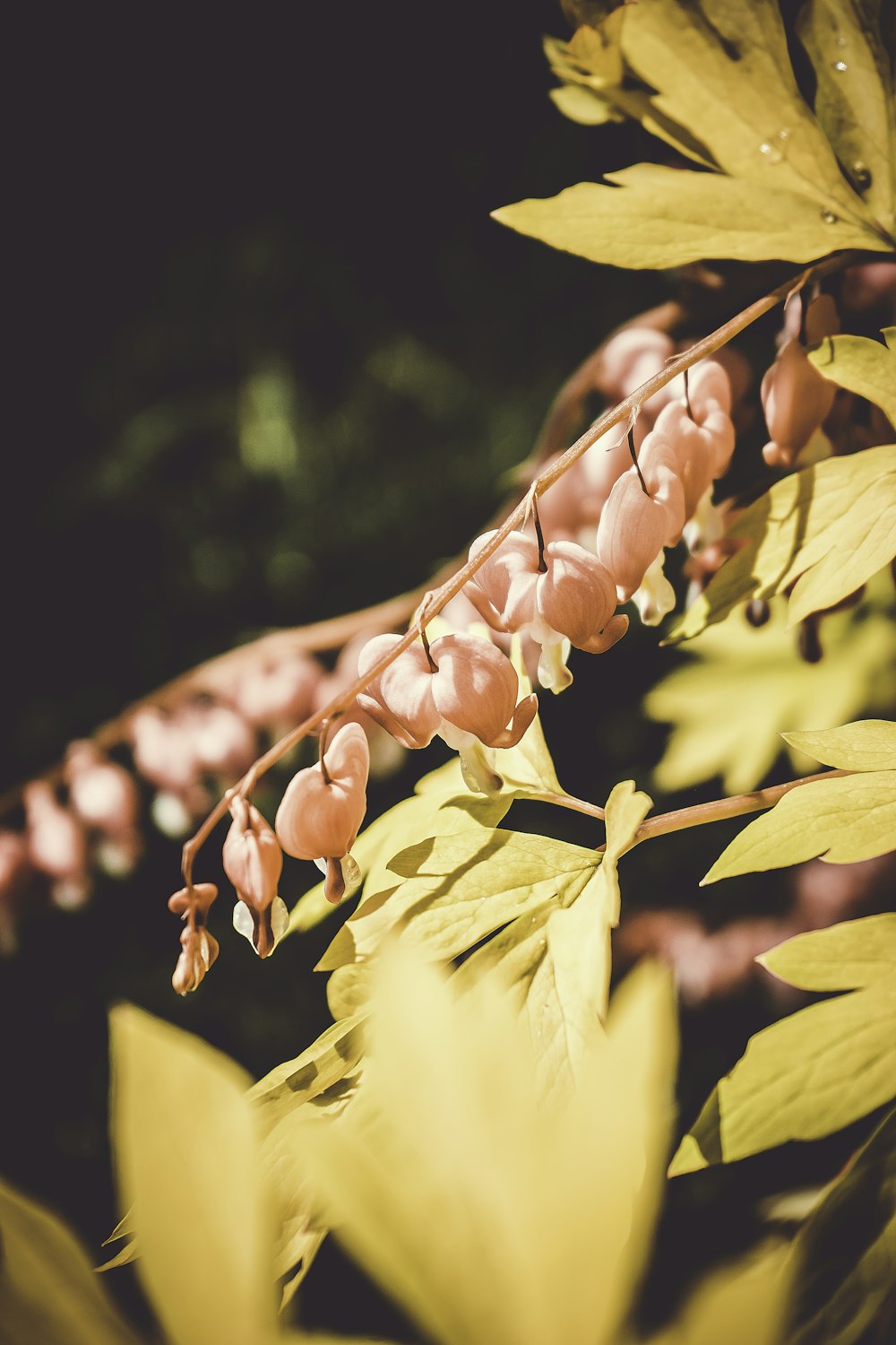 fotografia de foco seletivo de flores cor-de-rosa