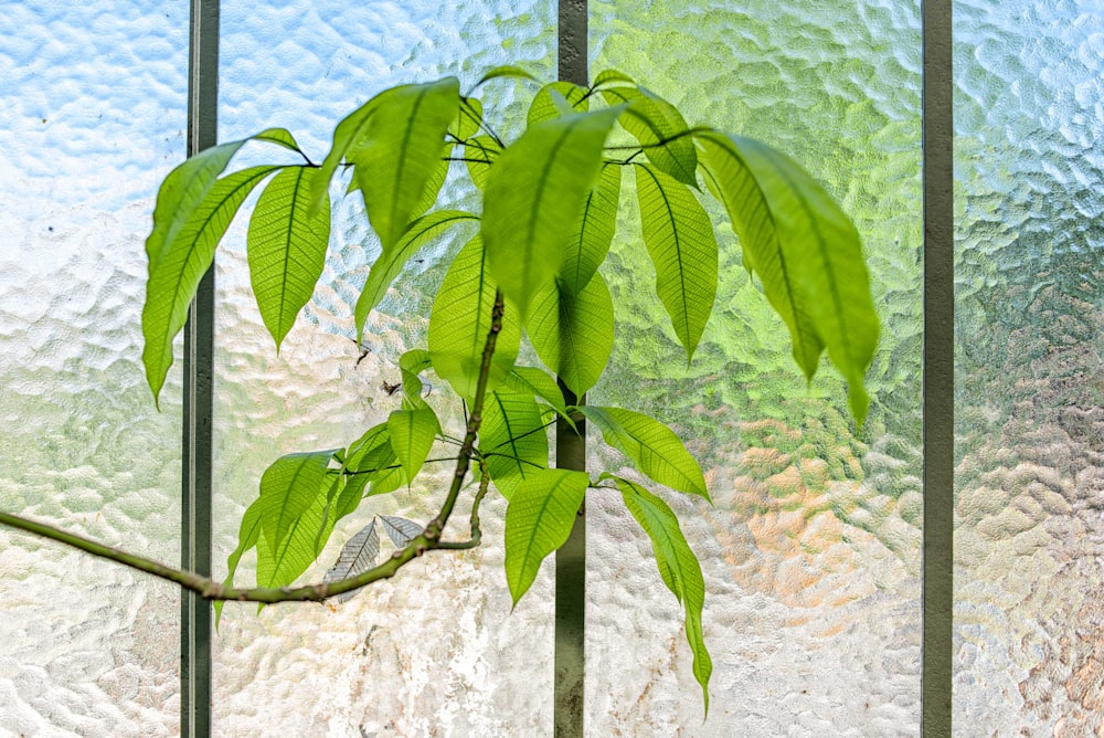 유리 벽 앞의 녹색 잎 식물