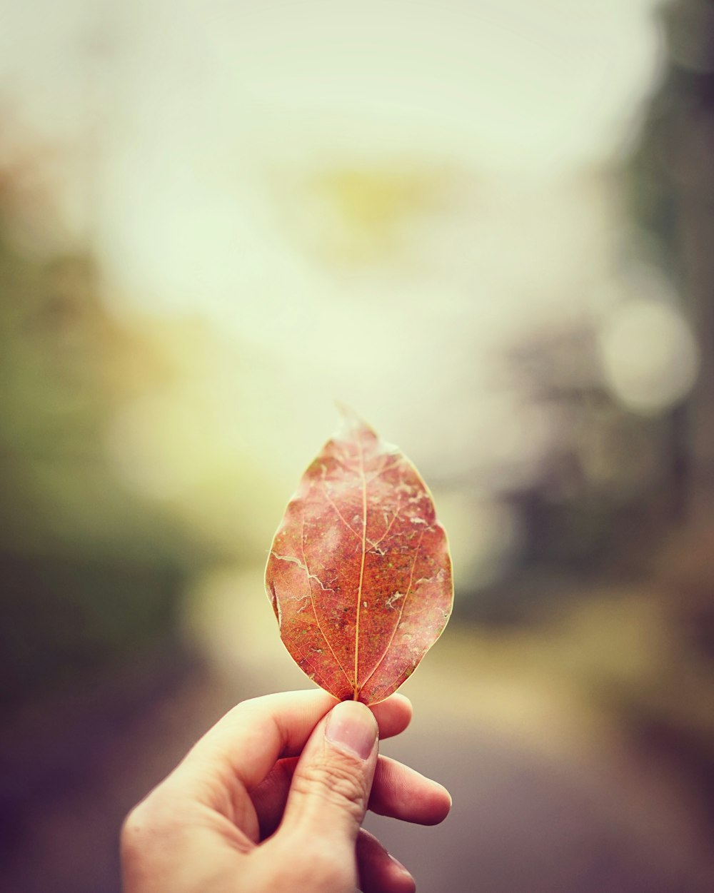 Tilt-Shift-Objektivfoto einer Person, die ein getrocknetes Blatt hält