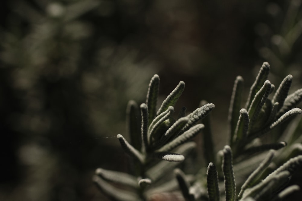 緑の植物のチルトシフトレンズ撮影