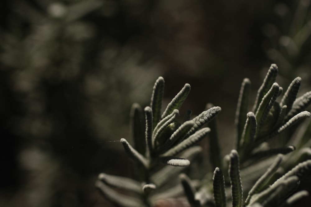 tilt shift lens photography of green plant