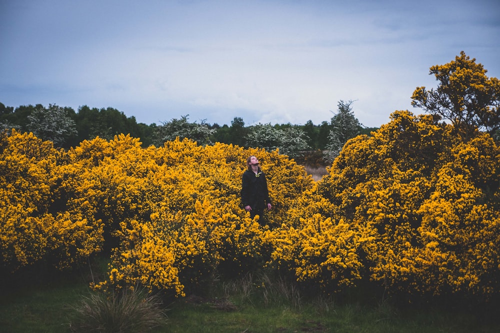 person standing in middle of yellow flower fields