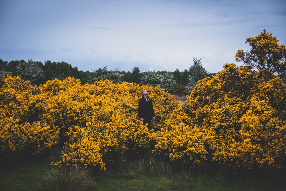 personne debout au milieu des champs de fleurs jaunes