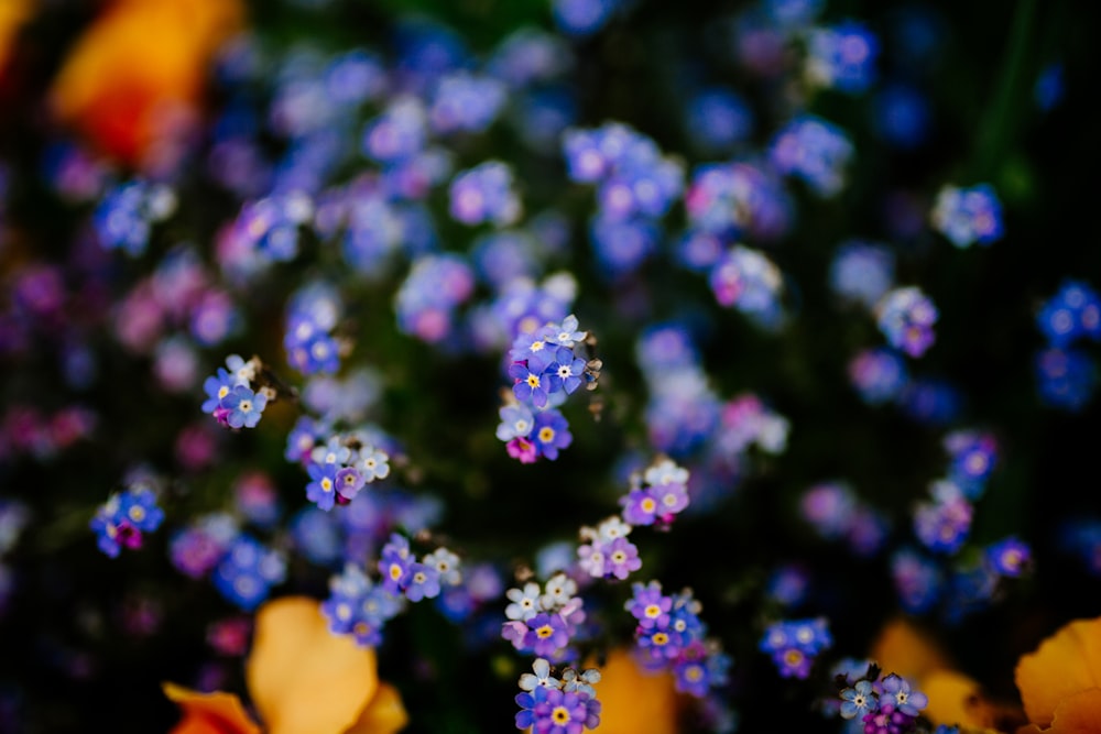 flores moradas y rosadas