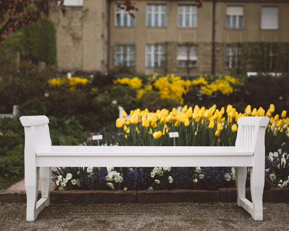 Banc en bois blanc devant des fleurs aux pétales jaunes