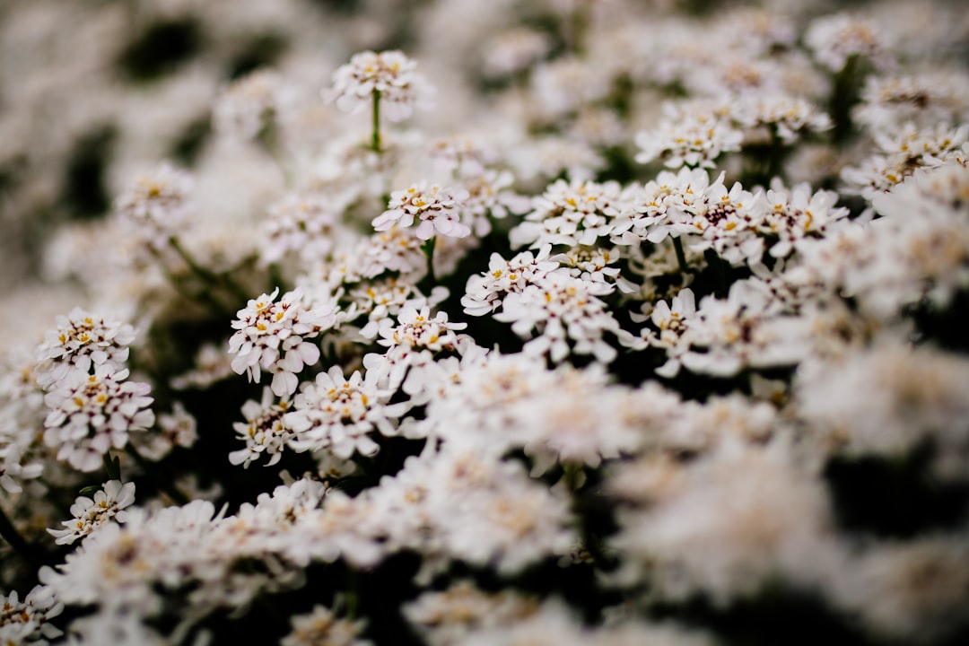 white flowers