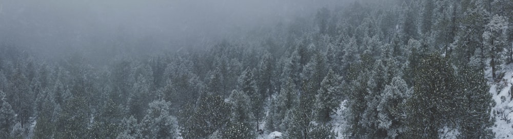 Fotografia naturalistica di alberi verdi