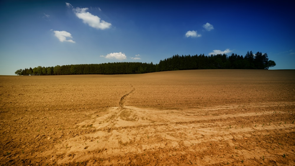 terra desertica e foresta