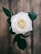 white rose enclosed photograph