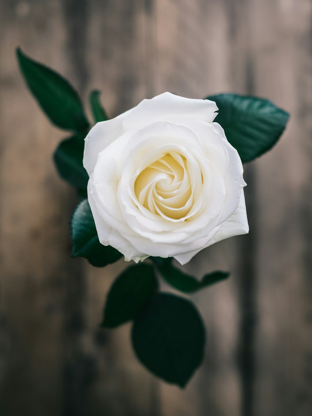 Fotografia allegata alla rosa bianca