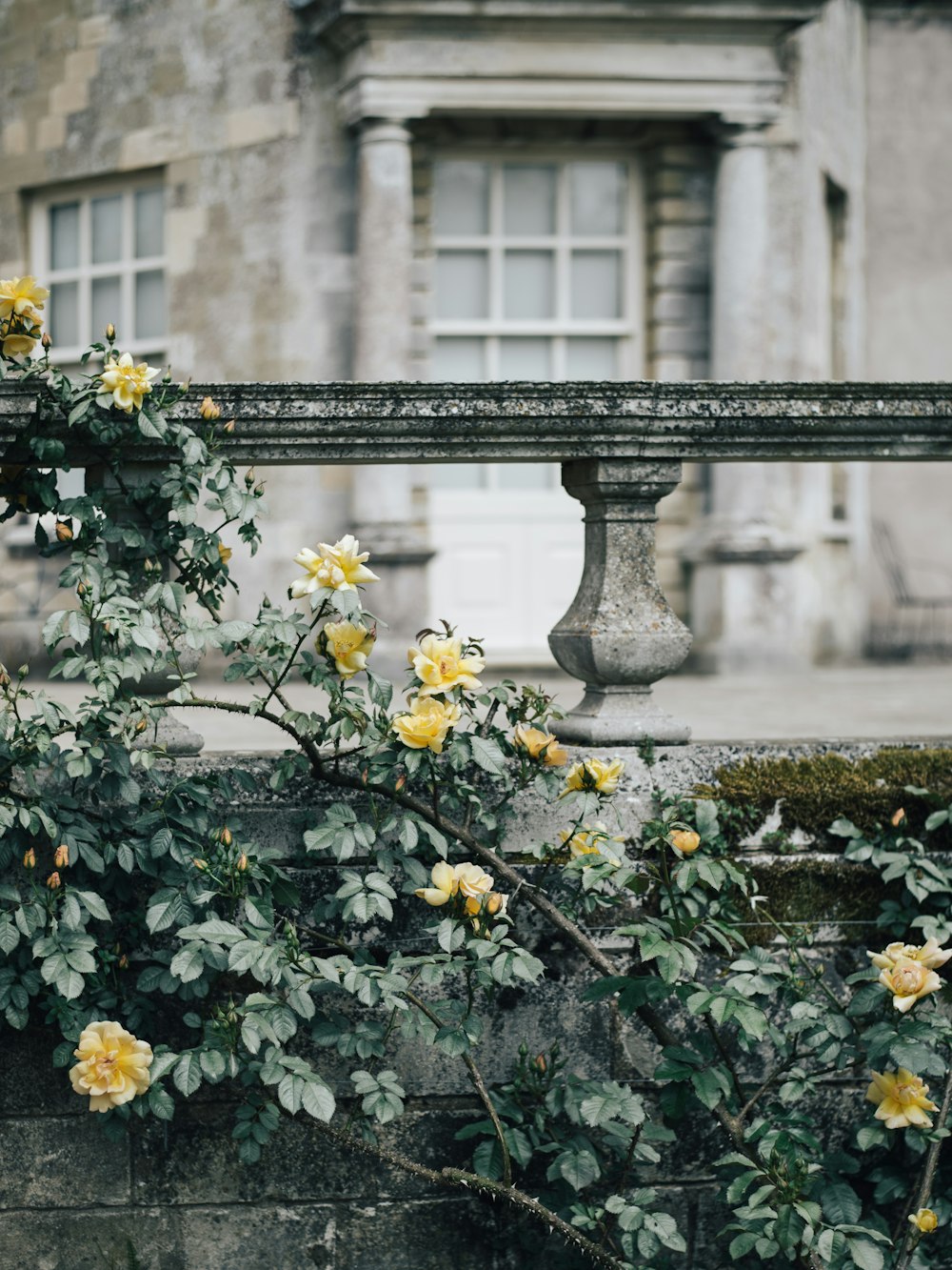 yellow flower near pillars