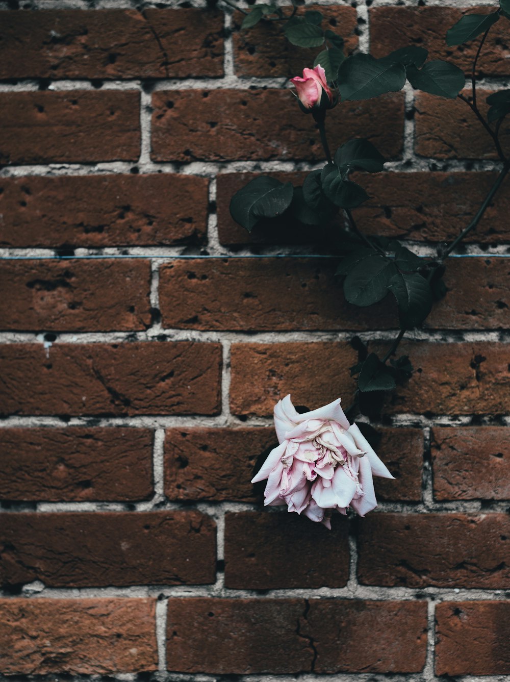 rosa Rosenblüten auf Backsteinmauer