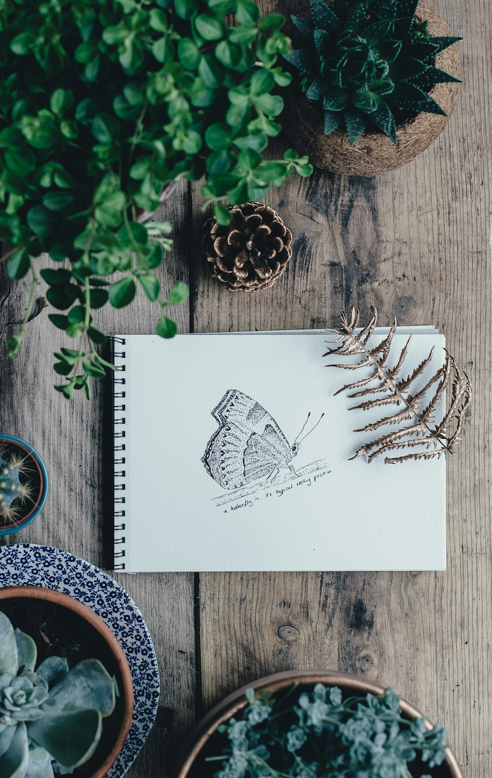 boceto de mariposa en cuaderno de bocetos blanco