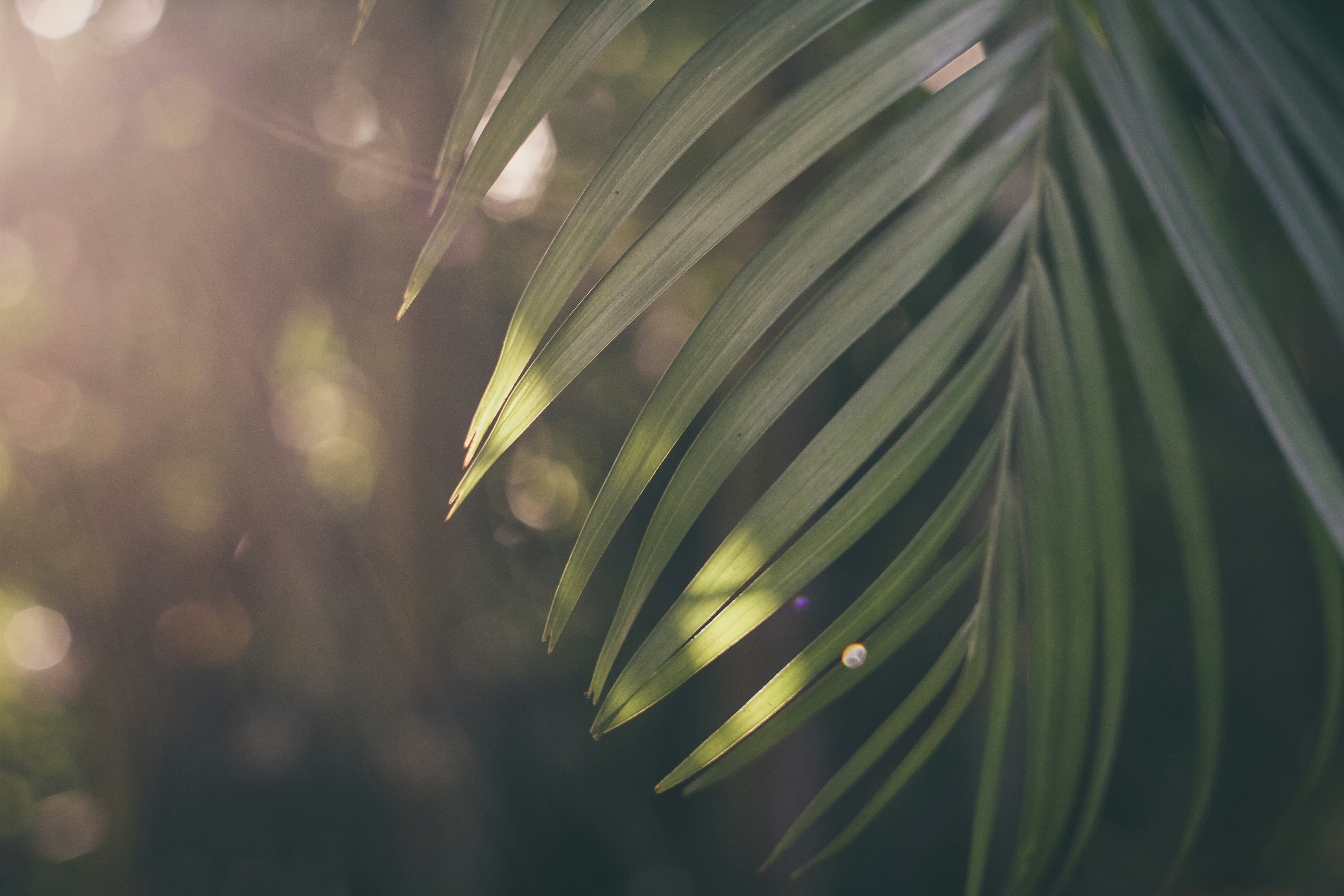 shallow focus photography of palm tree leaf