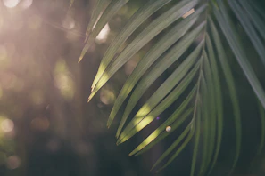A serene tropical retreat setting with soft golden light filtering through palm leaves.