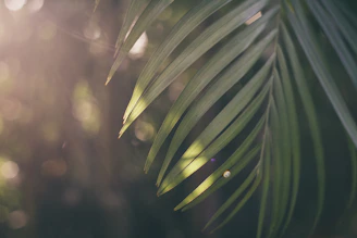 A serene tropical retreat setting with soft golden light filtering through palm leaves.