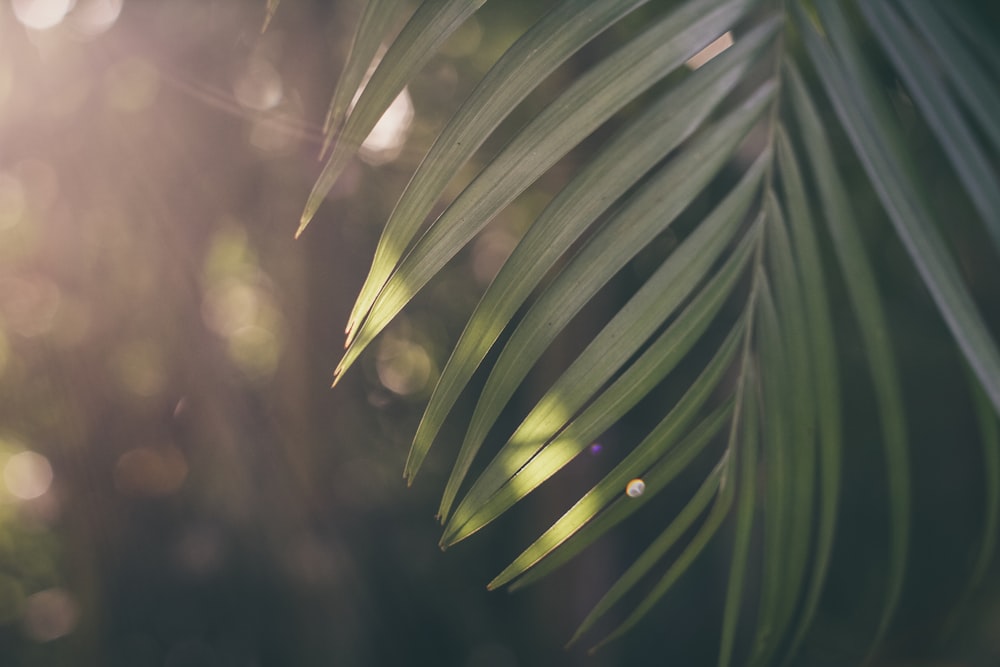 Fotografía de enfoque superficial de la hoja de palmera