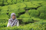 A woman in a floral patterned hijab stands amidst lush green tea plantations. The landscape features well-maintained rows of tea plants that create a textured, verdant backdrop.