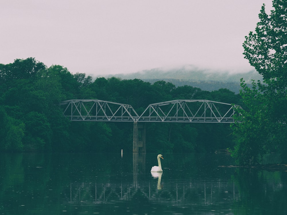 Cigno che nuota sullo specchio d'acqua vicino al ponte