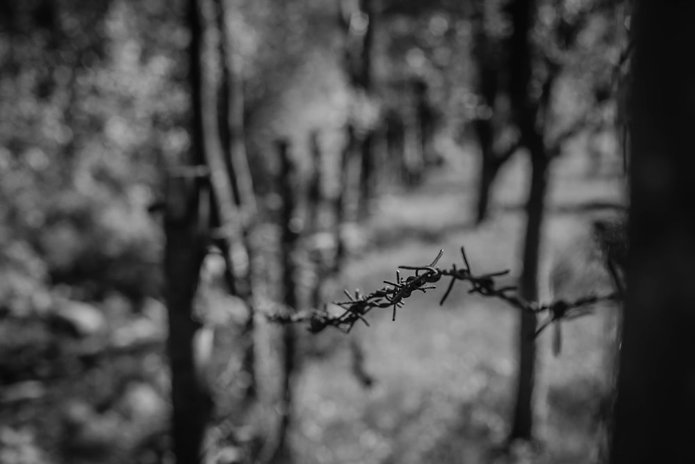 Selektive Fokusfotografie von Stacheldraht