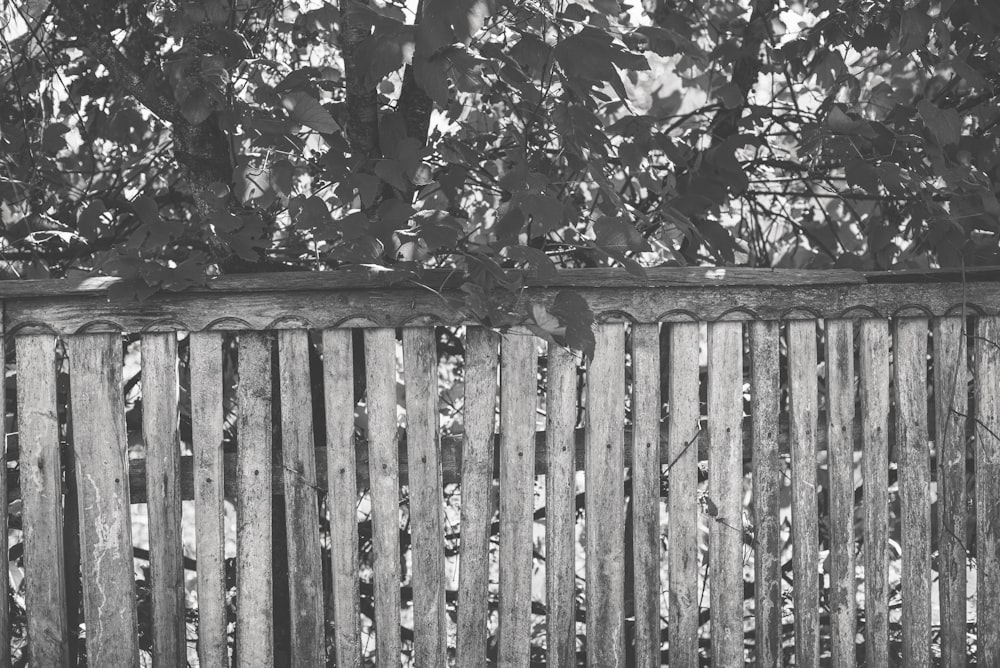 Una foto en blanco y negro de una valla de madera