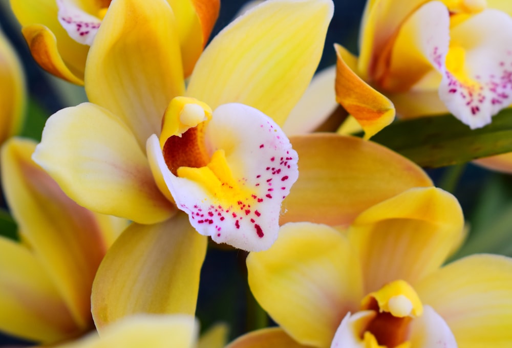 Photographie sélective de la fleur jaune