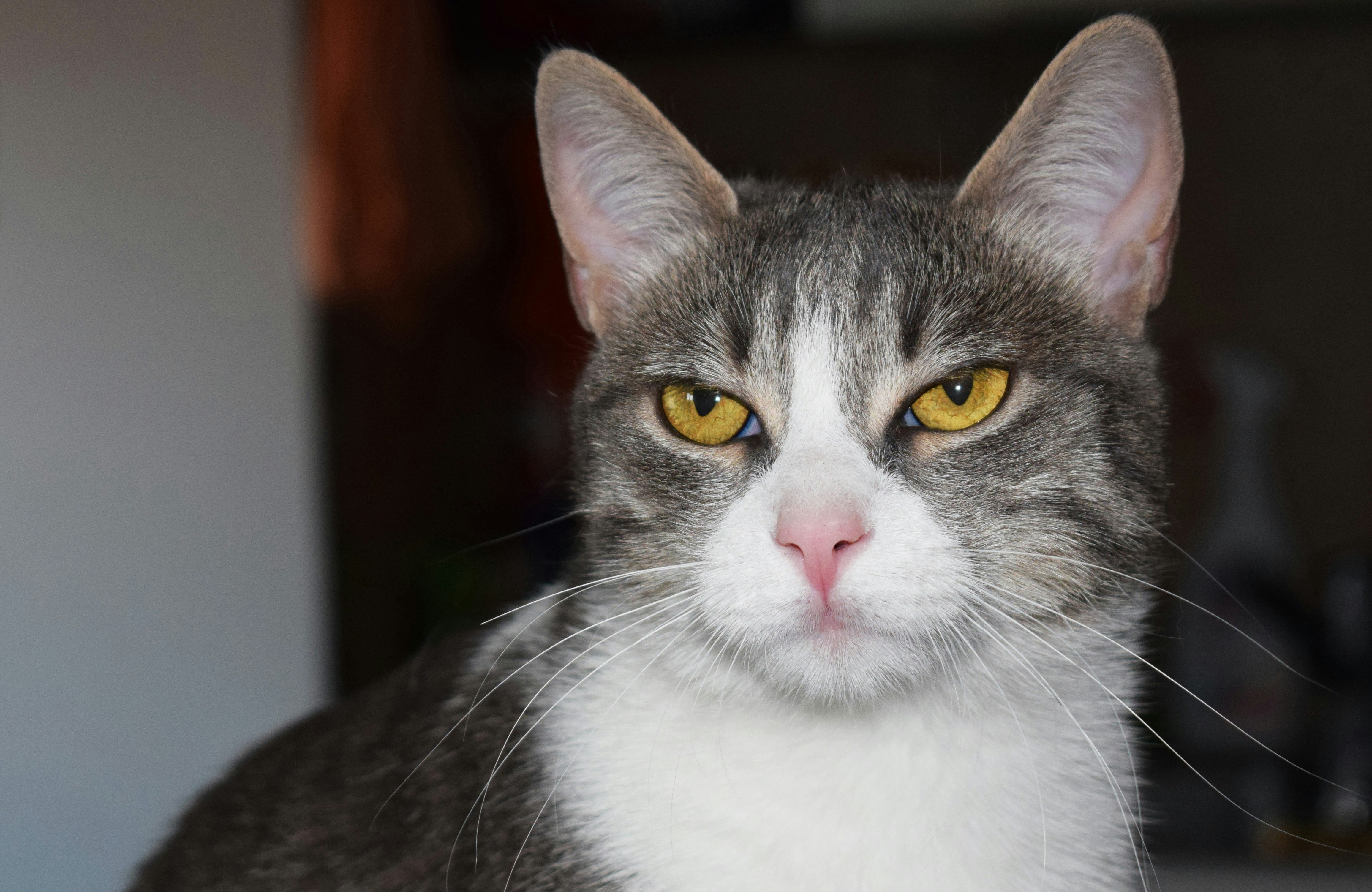 Free Unsplash photo from Chris Barbalis