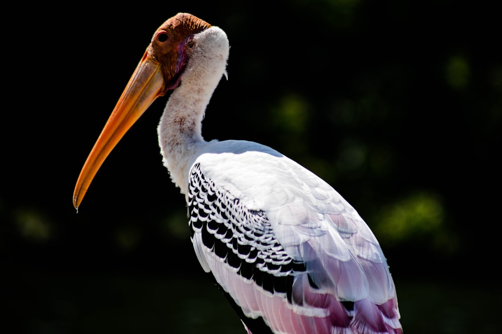 shallow focus of pelican