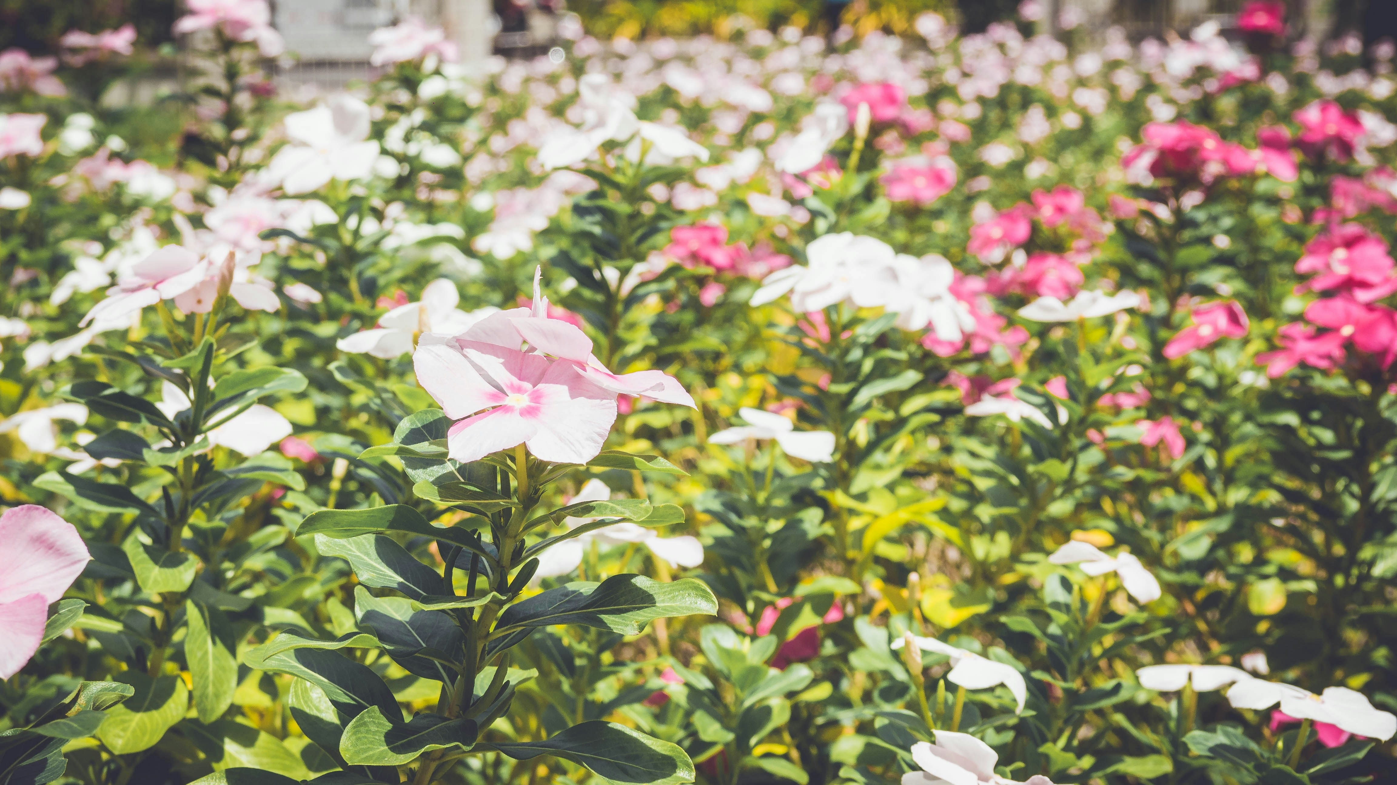 Free Unsplash photo from Renemari Padillo