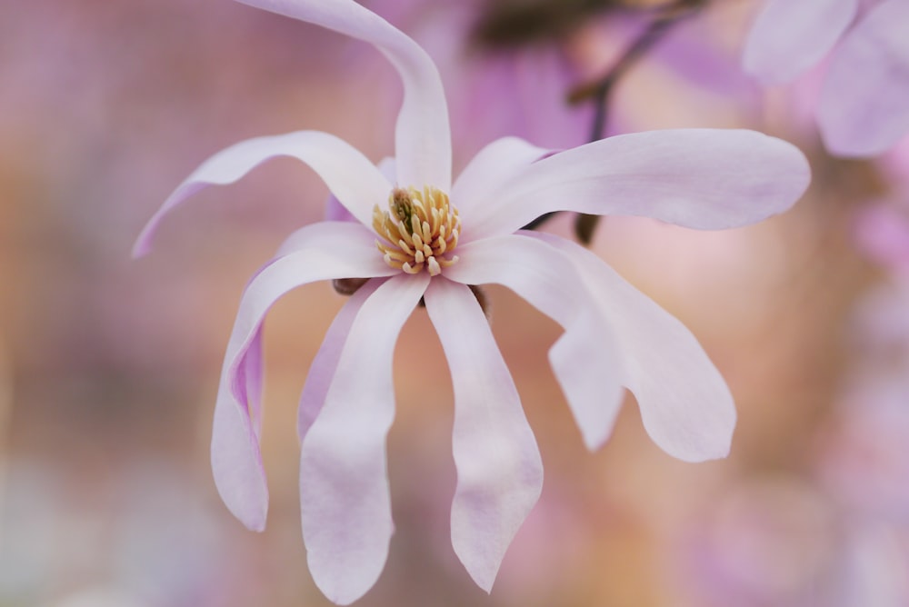 Foto mit flachem Fokus einer weißen Blume