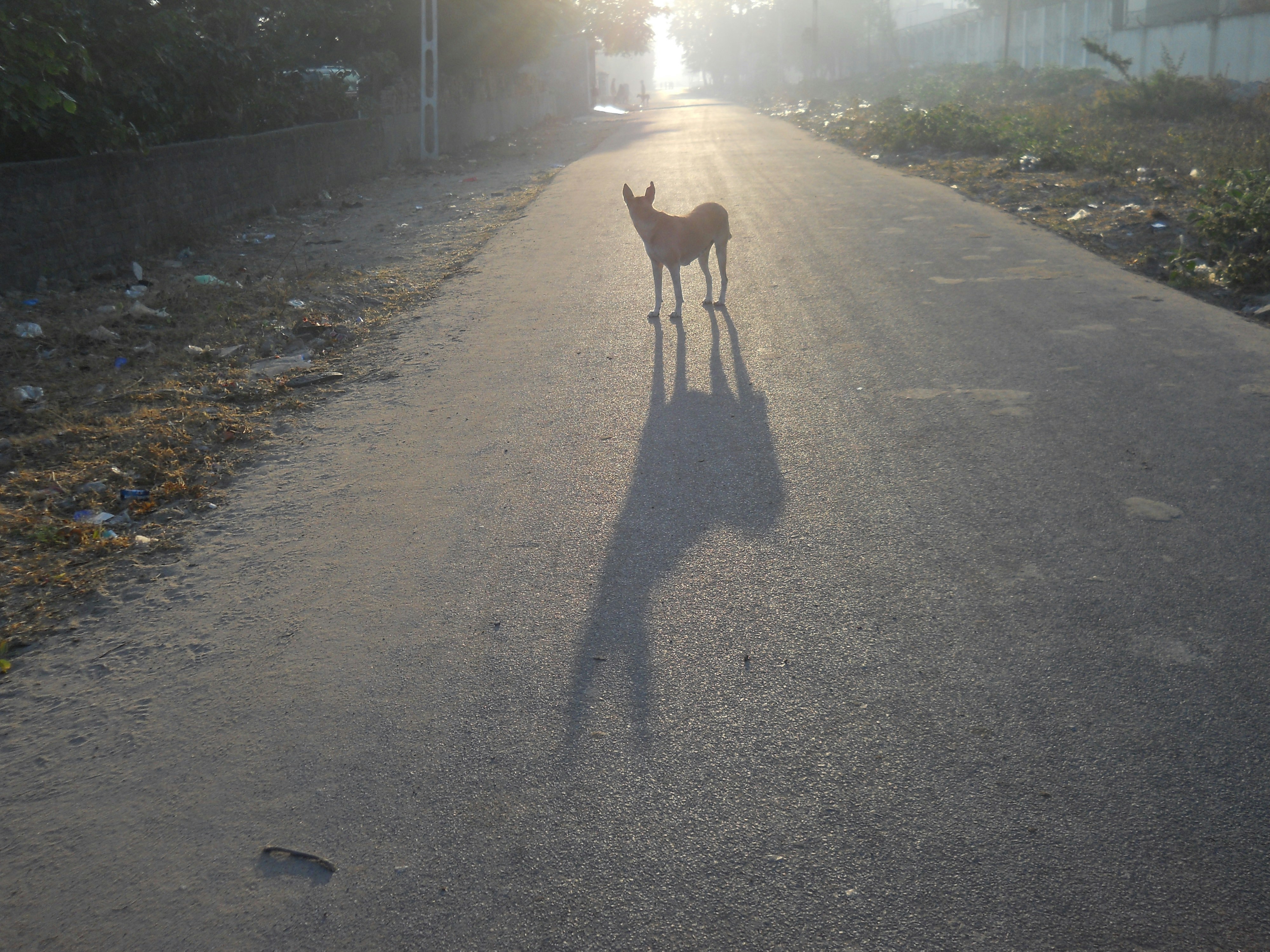 Free Unsplash photo from KV Prajapati