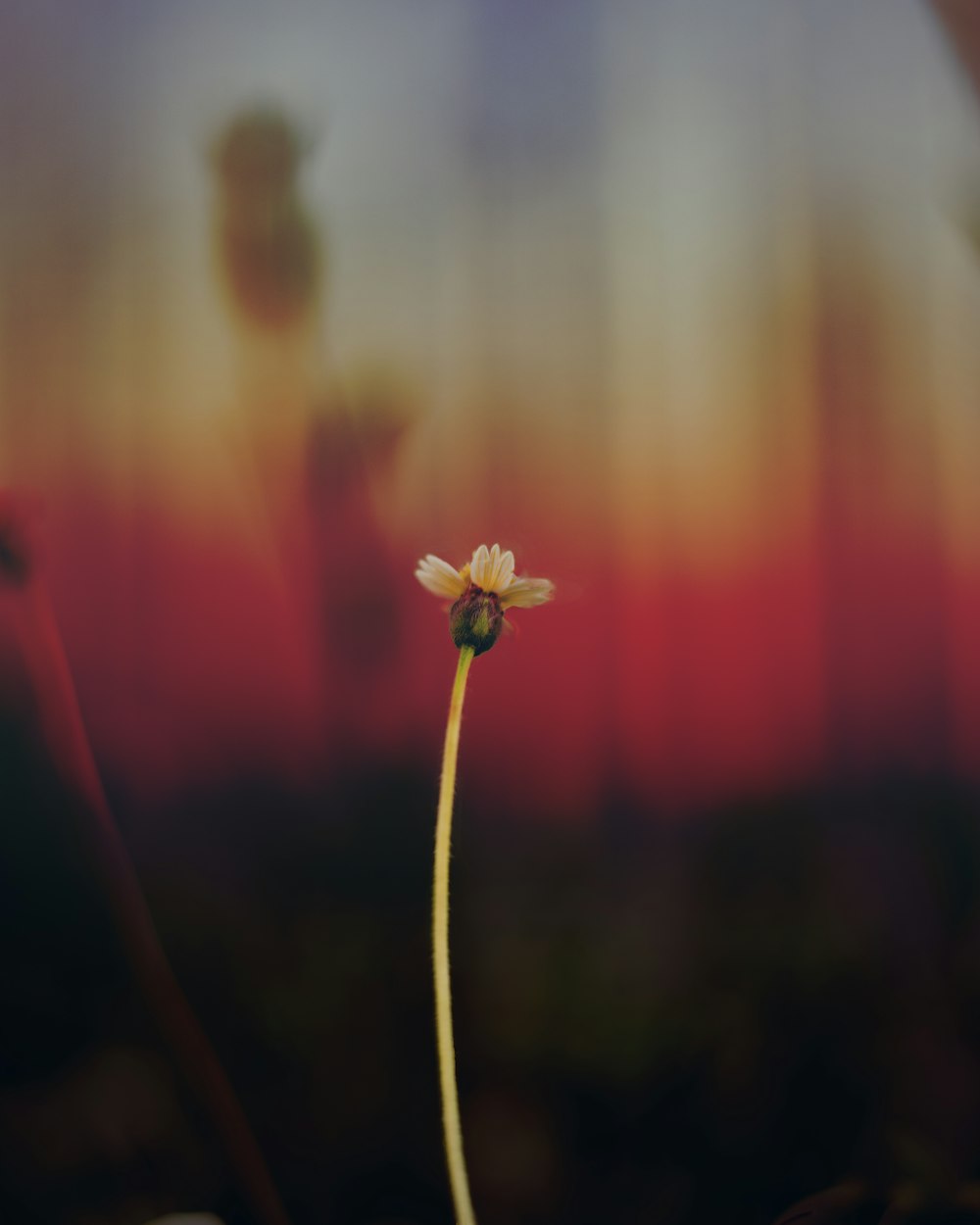 flor de pétala branca