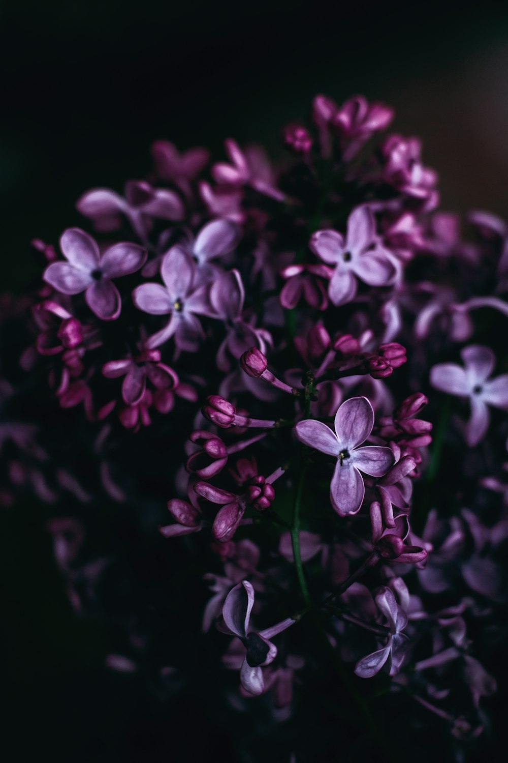 purple flowers