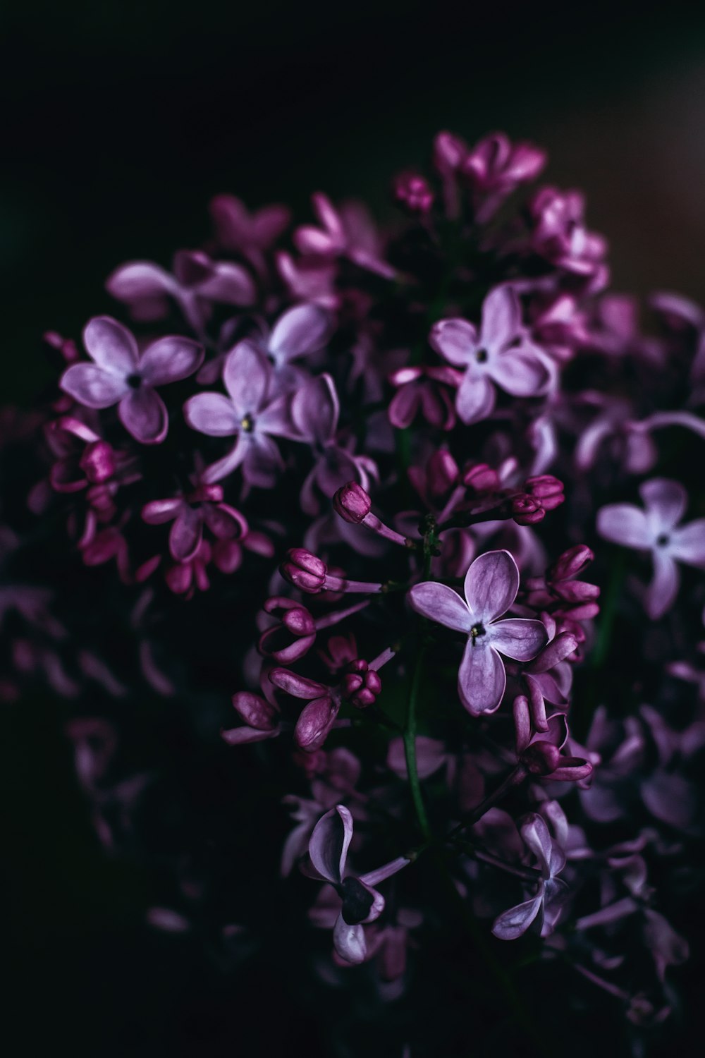 보라색 꽃