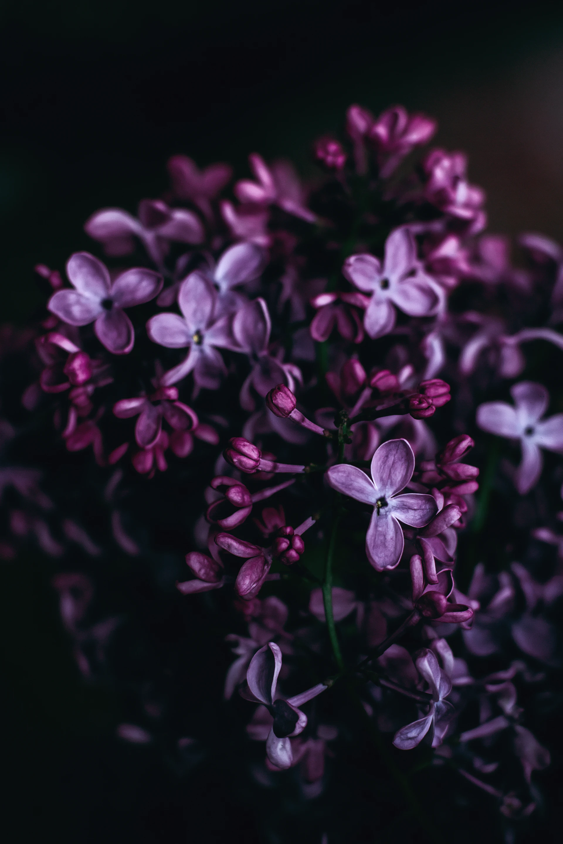 Lilac blossoms in low light