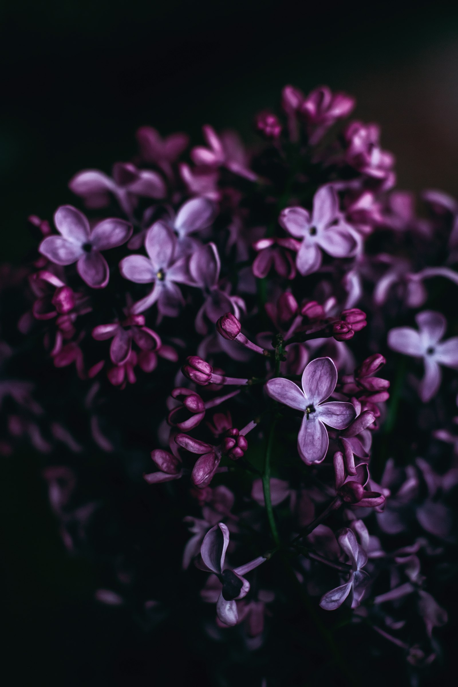 ZEISS Planar T* 50mm F1.4 sample photo. Purple flowers photography