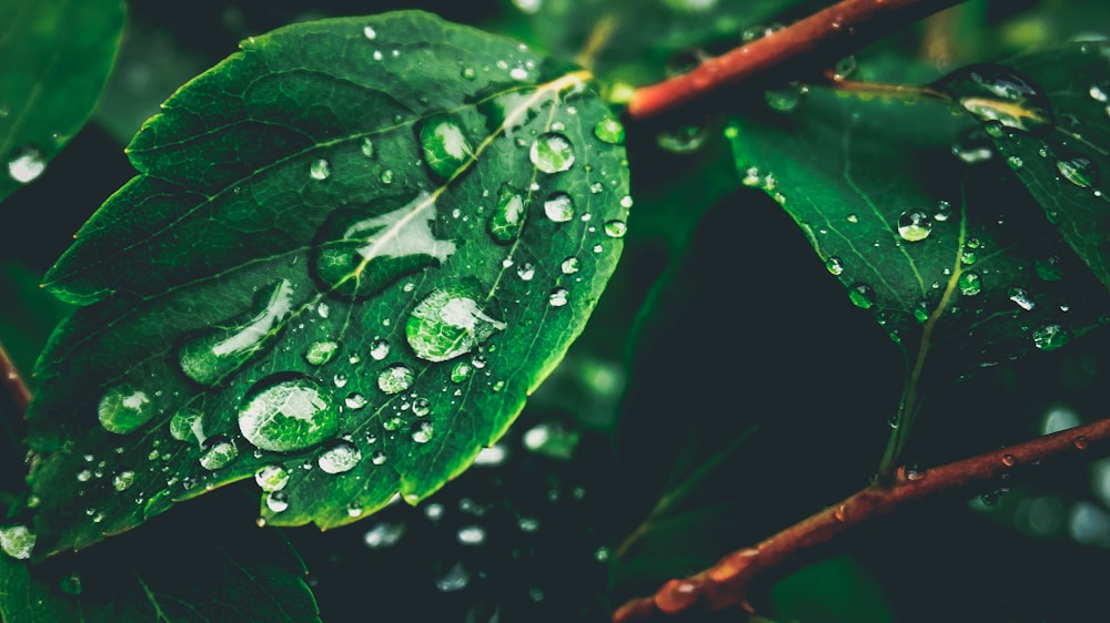 foglia verde con gocce d'acqua