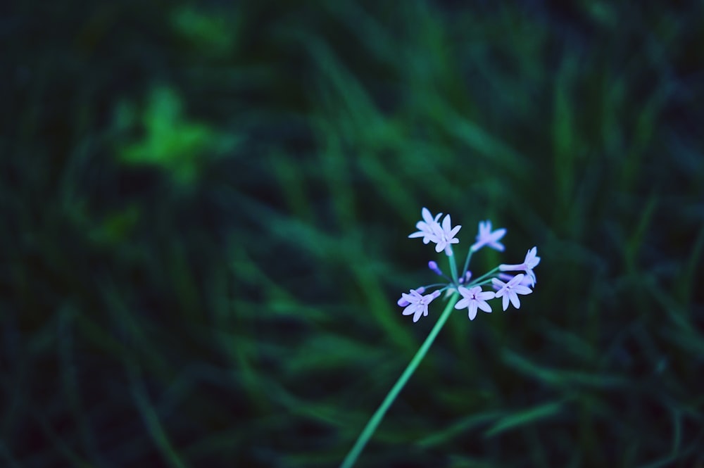 shallow focus photography of purple plants