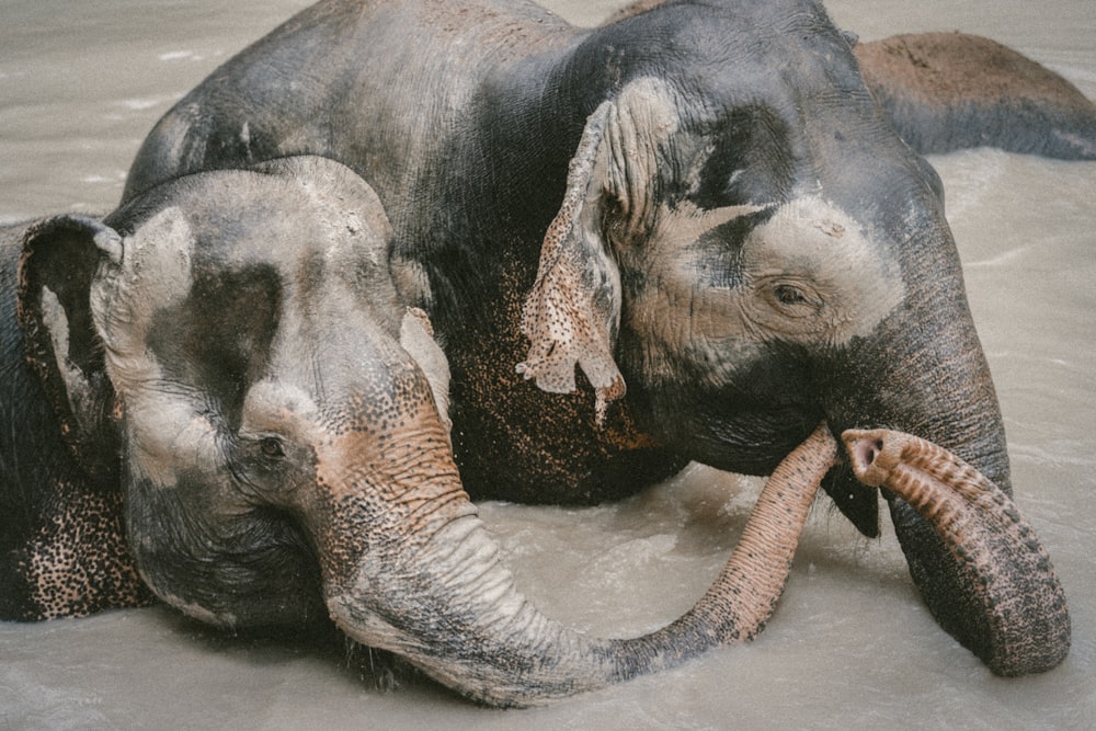 two elephant on body of water