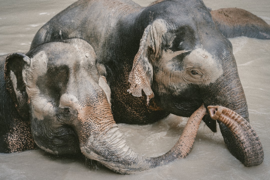 two elephant on body of water, Playful Elephants