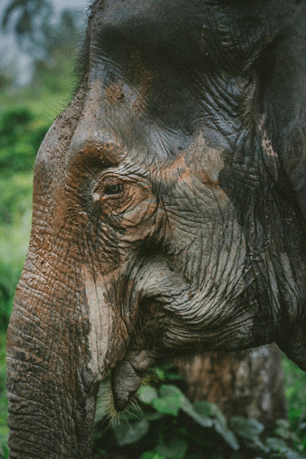 photography of black elephant